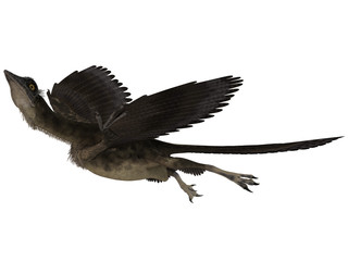 Archaeopteryx - 3D Dinosaurier