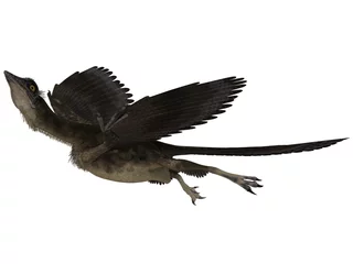 Badezimmer Foto Rückwand Archaeopteryx - 3D Dinosaurier © Andreas Meyer