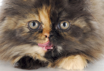 persian kitten