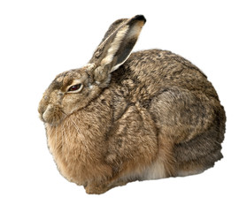 hare isolated on white