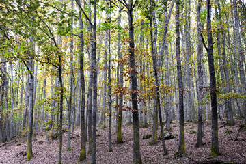 Monte Hijedo