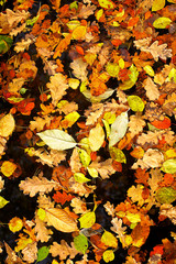 Background of yellow leaves