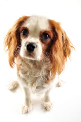 junger Cavalier King Charles Spaniel