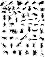 collection of 60 bugs - vector