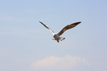 Seagull at BangPu in Thailand
