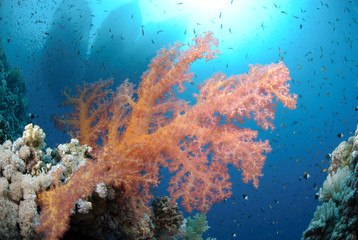Obraz na płótnie Canvas Vibrant and colourful tropical reef