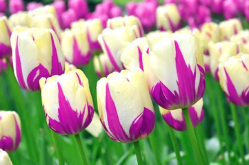 Store enrouleur Tulipe Tulipes roses et blanches