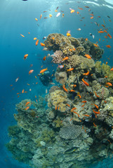 Obraz na płótnie Canvas Tropical coral reef scene