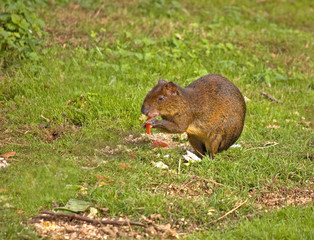 Agouti