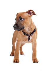 Obraz premium American Staffordshire Terrier