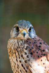 Common Kestrel