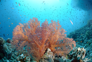 Naklejka na ściany i meble Vibrant and colourful tropical reef