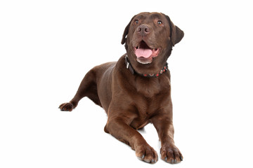 Chocolate Labrador