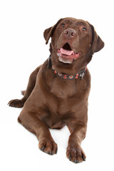 Chocolate Labrador