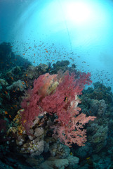 Fototapeta na wymiar Vibrant and colourful tropical reef