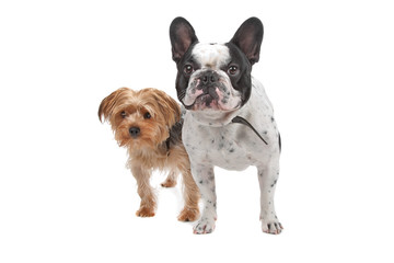 French Bulldog and a Yorkshire Terrier