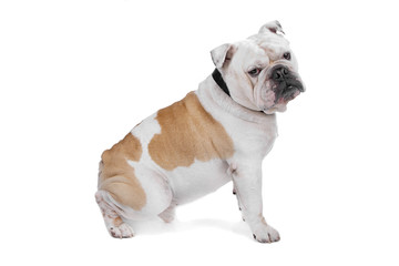 Obraz premium Bulldog