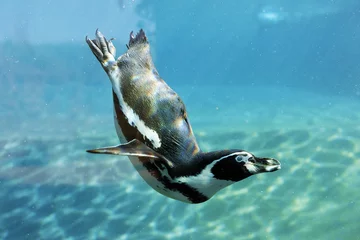 Foto op Canvas duikende pinguïn © Frédéric Prochasson