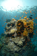 Fototapeta na wymiar Tropical coral reef scene