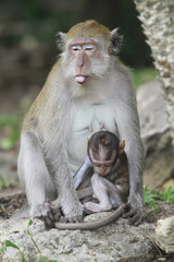 monkey