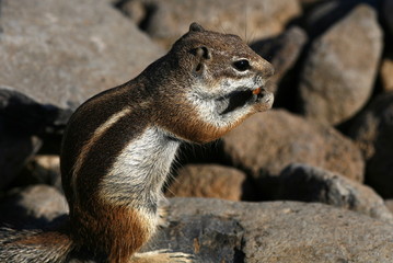 Atlashörnchen Fuerteventura
