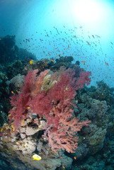 Fototapeta na wymiar Vibrant and colourful tropical reef
