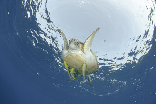 Green Sea turtle close to the ocean surface.