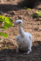 Nandu-Küken