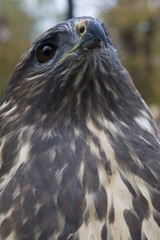 look of hawk