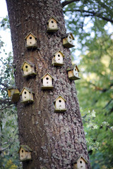 Bird homes