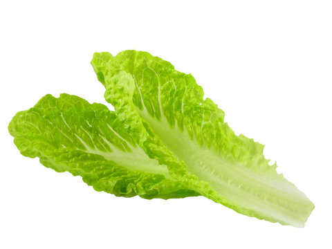 romaine lettuce