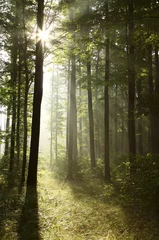 Poster Im Rahmen Helles Licht fällt im Morgengrauen in den nebligen Wald © Aniszewski