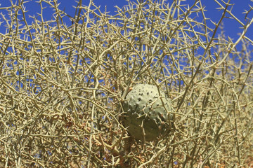 Obraz premium Nara (fruit de Namibie)