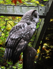 Chouette de profil © Marco Desscouleurs