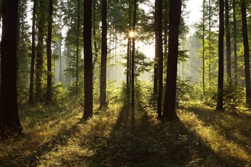 Sunlight falling into the misty spring forest at dawn