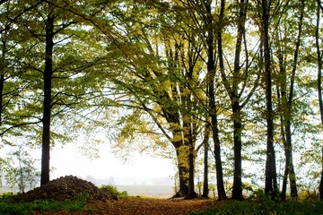 Obraz premium forest