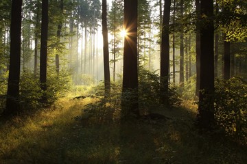 Sunlight falling into the misty spring forest at dawn