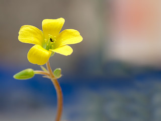 Fototapeta premium Creeping woodsorrel , Oxalis corniculata L.OXALIDACEAE