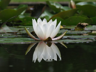 Anmut und Schönheit einer Seerose