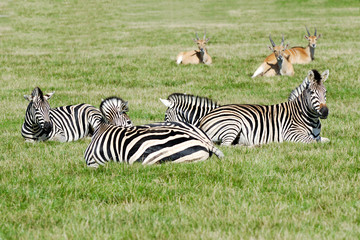 Fototapeta premium Group of zebras