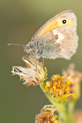 papillon sur petite fleur