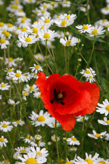 Kamille und Mohn