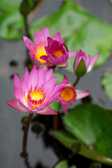 lotus flower