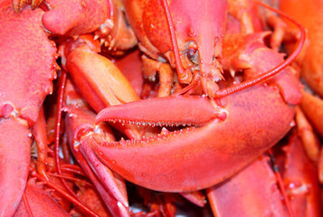 lobster claw background