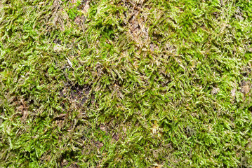 Green Moss