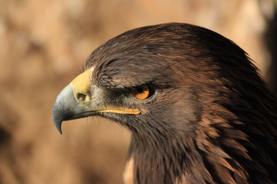 Steinadler