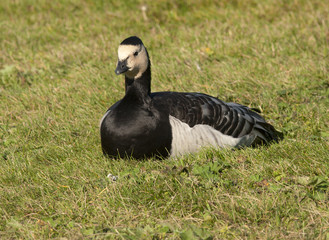 Barnacle goose in the grass