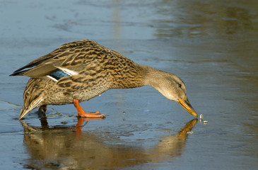 Mallard on the ice