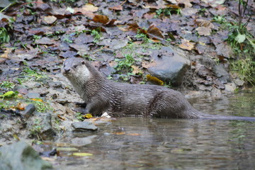 North American River Otter