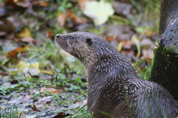 North American River Otter